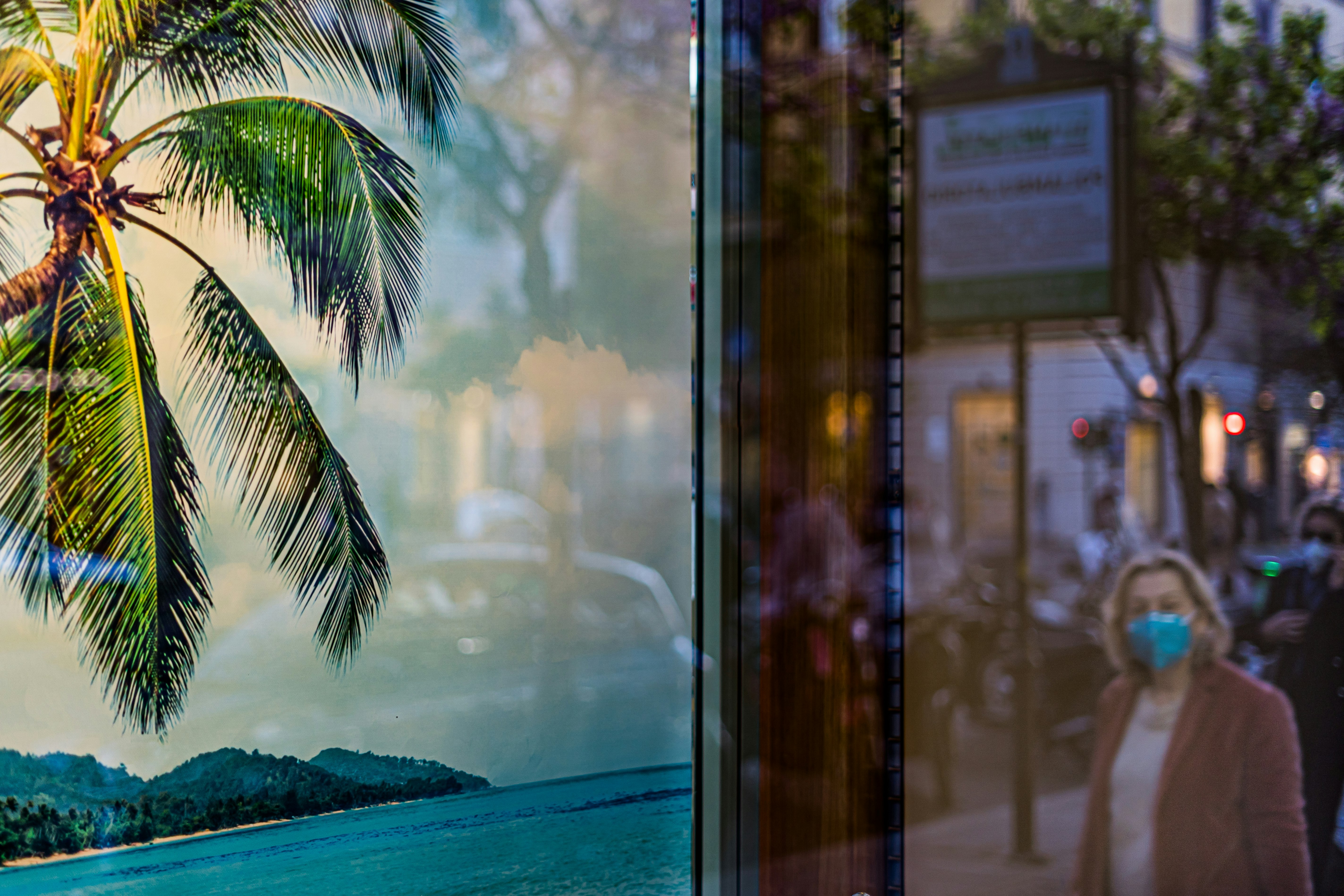 palm tree near body of water during daytime